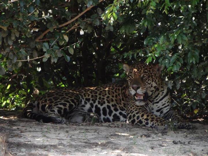 Pantanal Jungle Lodge Passo do Lontra エクステリア 写真