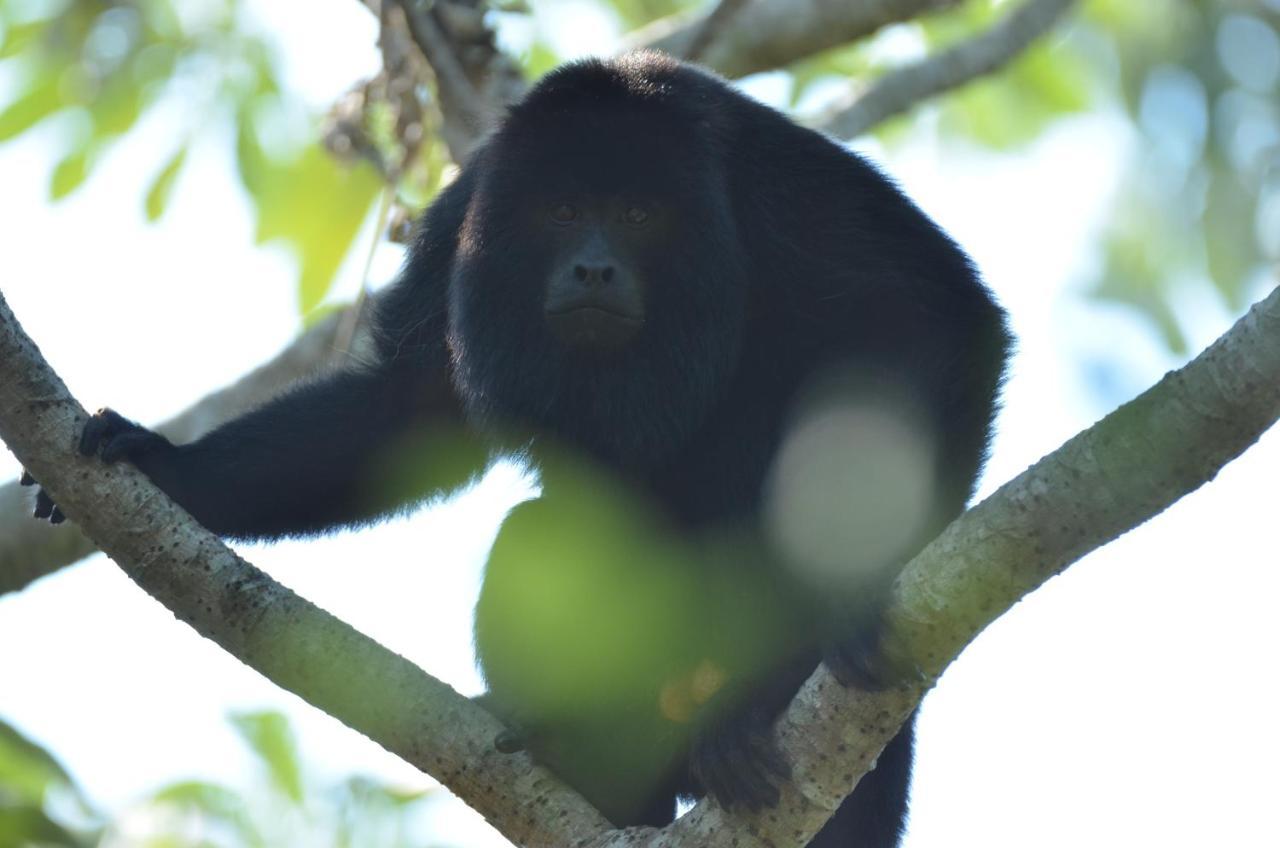 Pantanal Jungle Lodge Passo do Lontra エクステリア 写真
