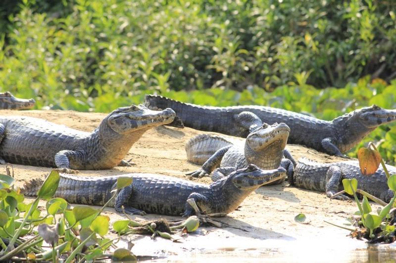 Pantanal Jungle Lodge Passo do Lontra エクステリア 写真