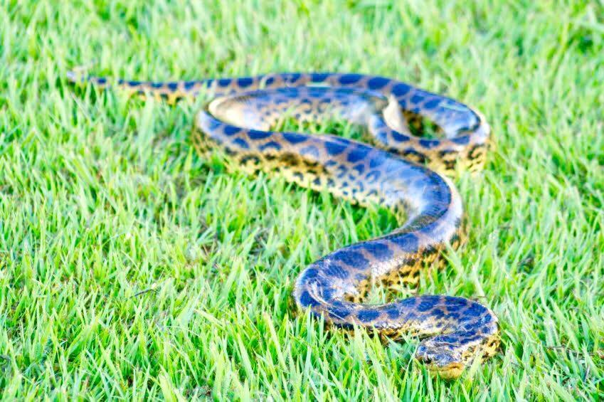 Pantanal Jungle Lodge Passo do Lontra エクステリア 写真