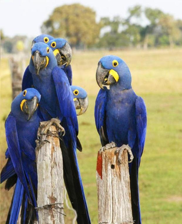 Pantanal Jungle Lodge Passo do Lontra エクステリア 写真